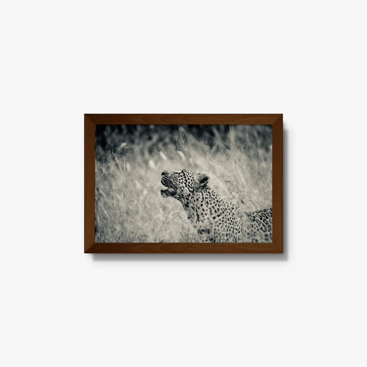 Windward — small / brown / full