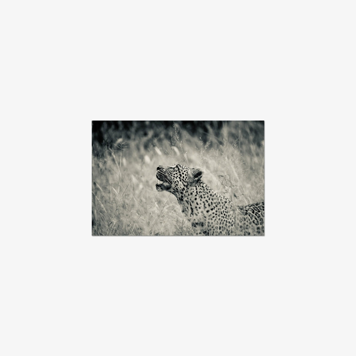 Windward — small / print / n/a