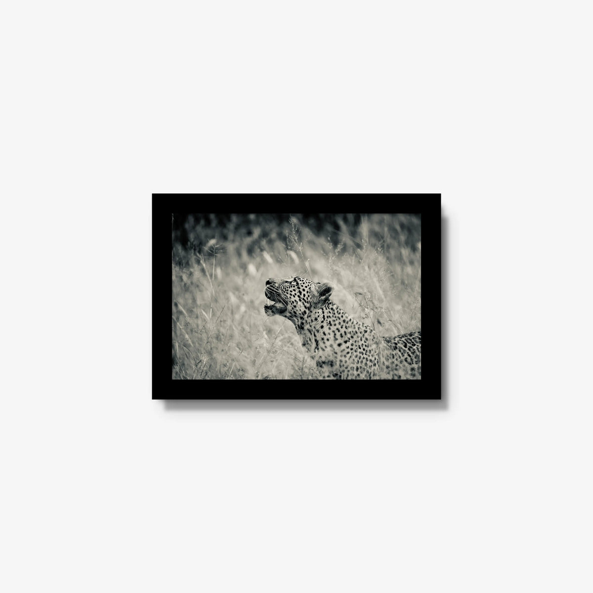 Windward — mini / black / full