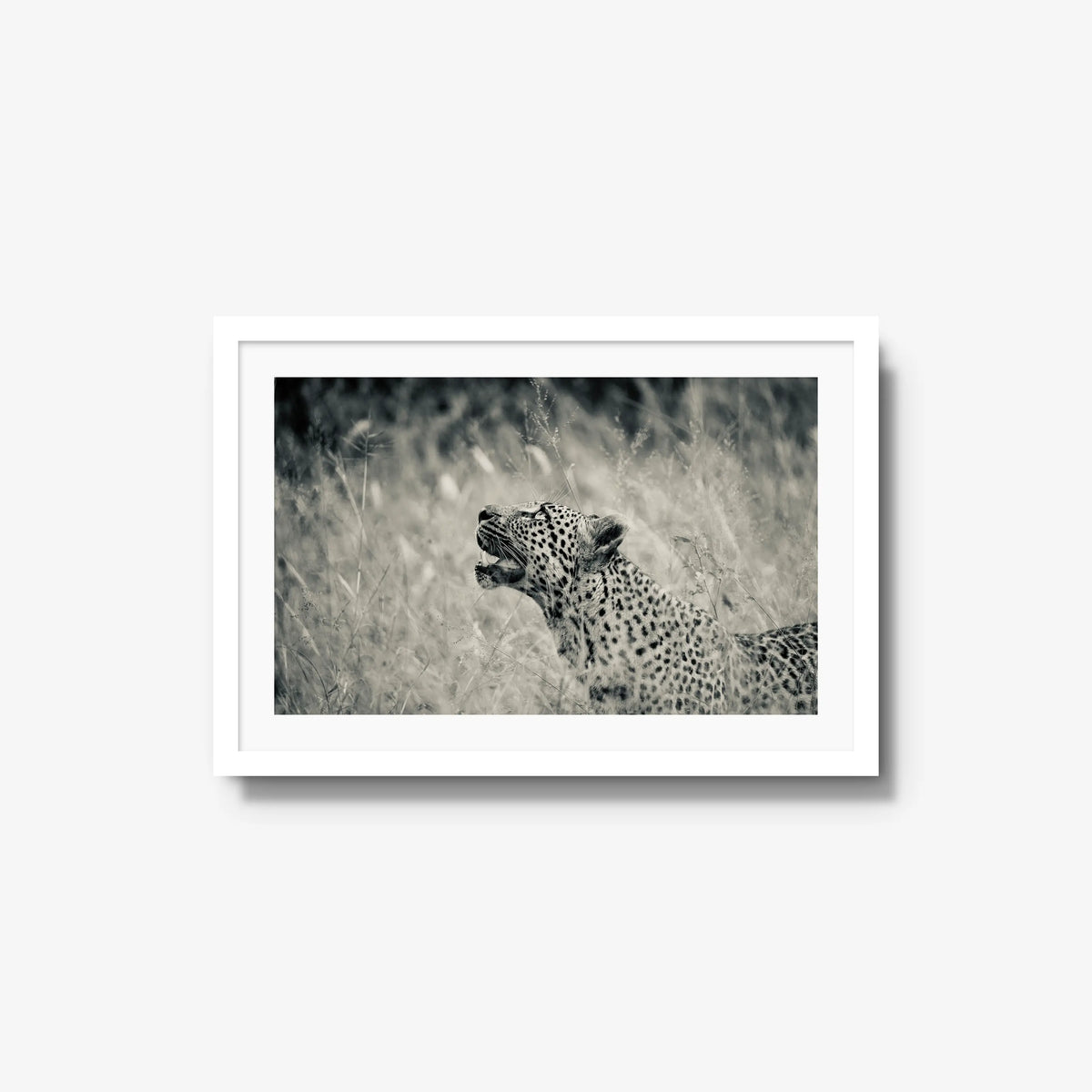 Windward — medium / white / mat