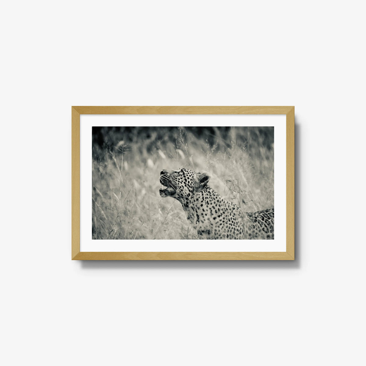Windward — medium / natural / mat