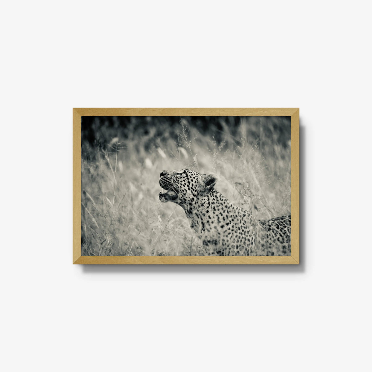 Windward — medium / natural / full