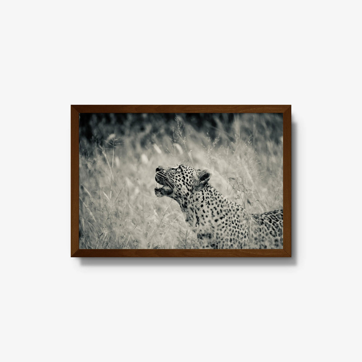 Windward — medium / brown / full