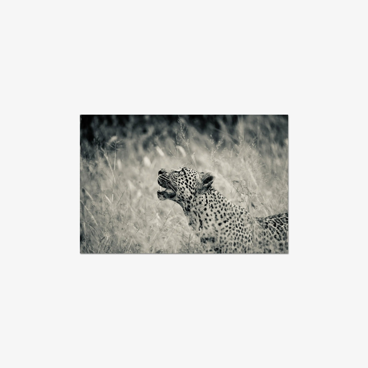 Windward — medium / print / n/a