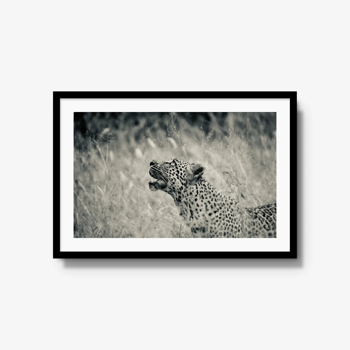 Windward — large / black / mat