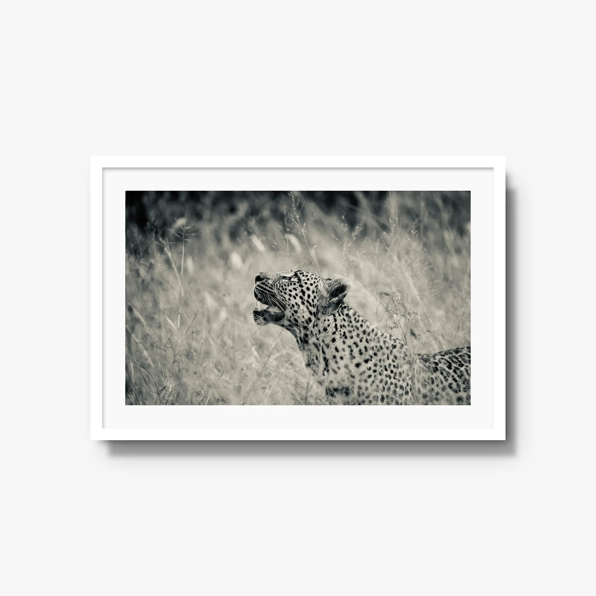 Windward — large / white / mat