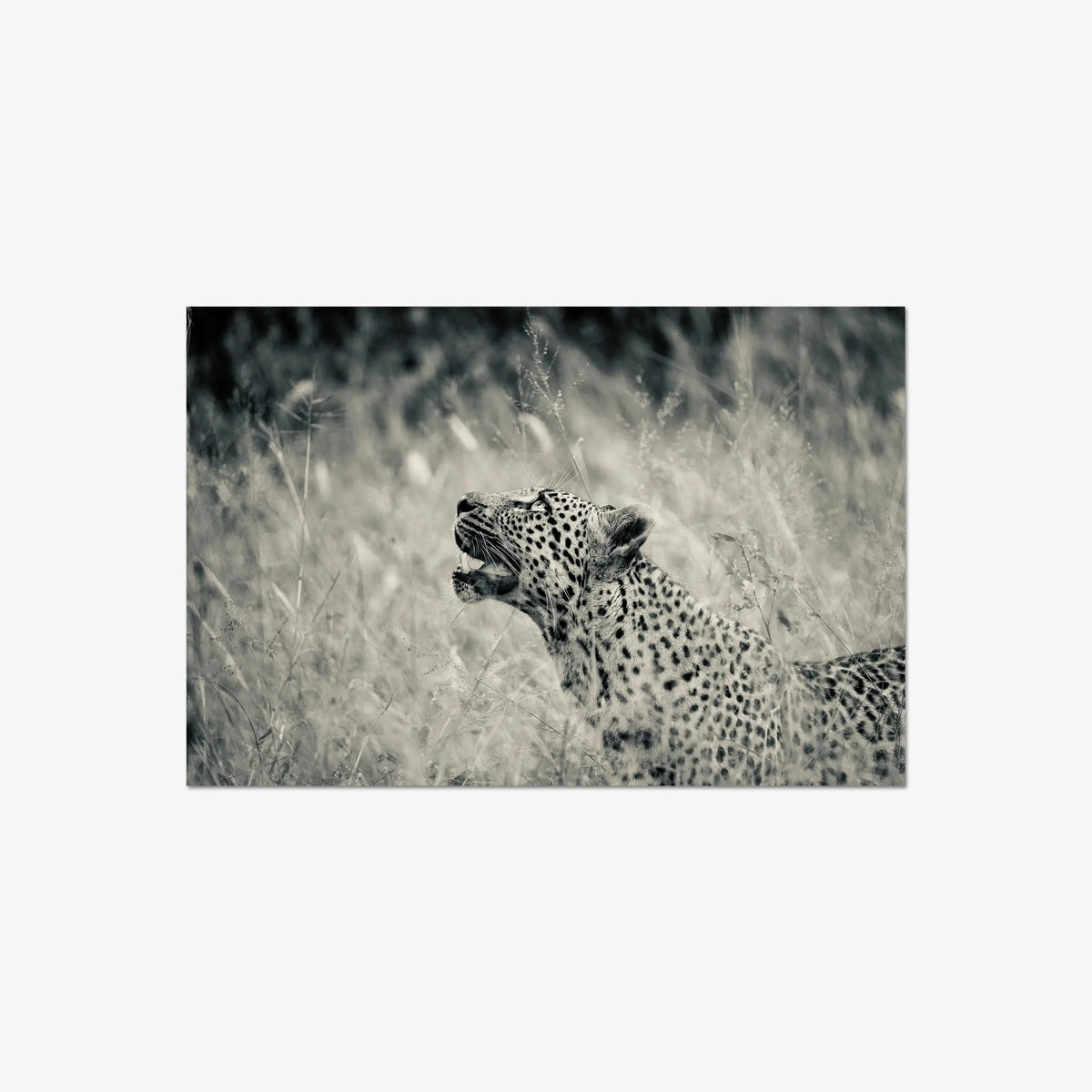 Windward — large / print / n/a