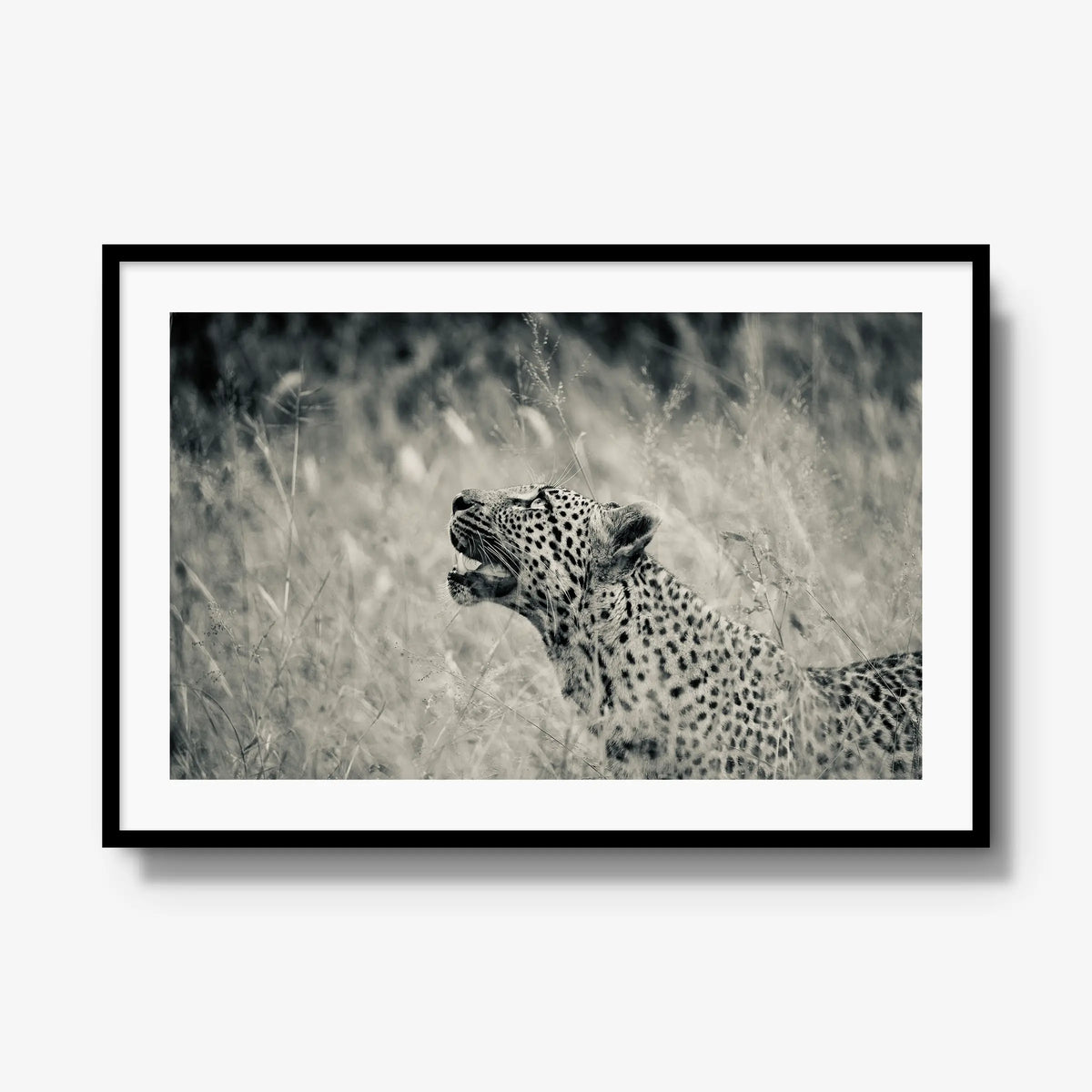 Windward — gallery / black / mat