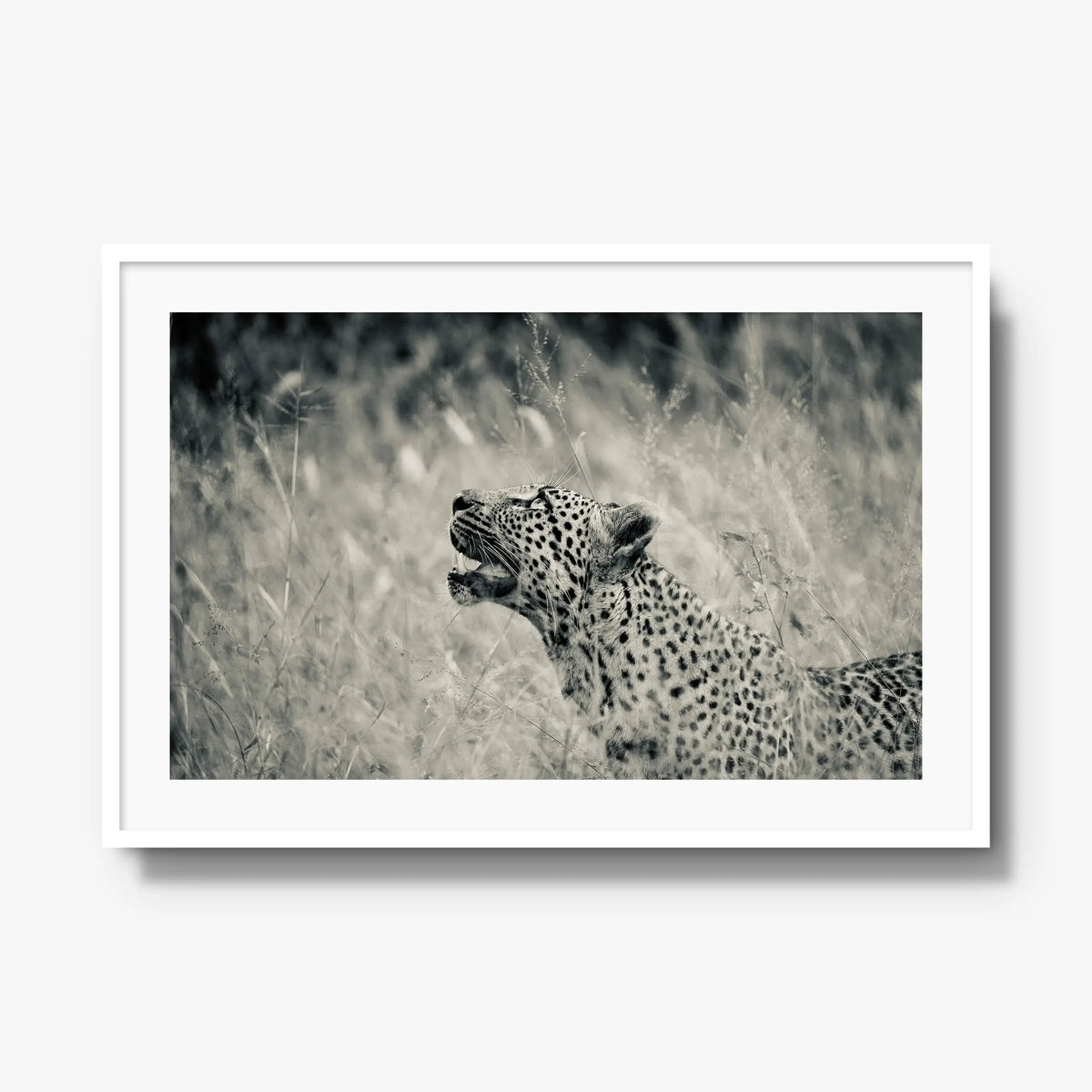 Windward — gallery / white / mat