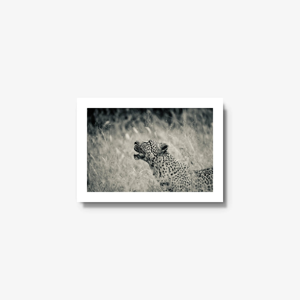Windward — mini / white / full