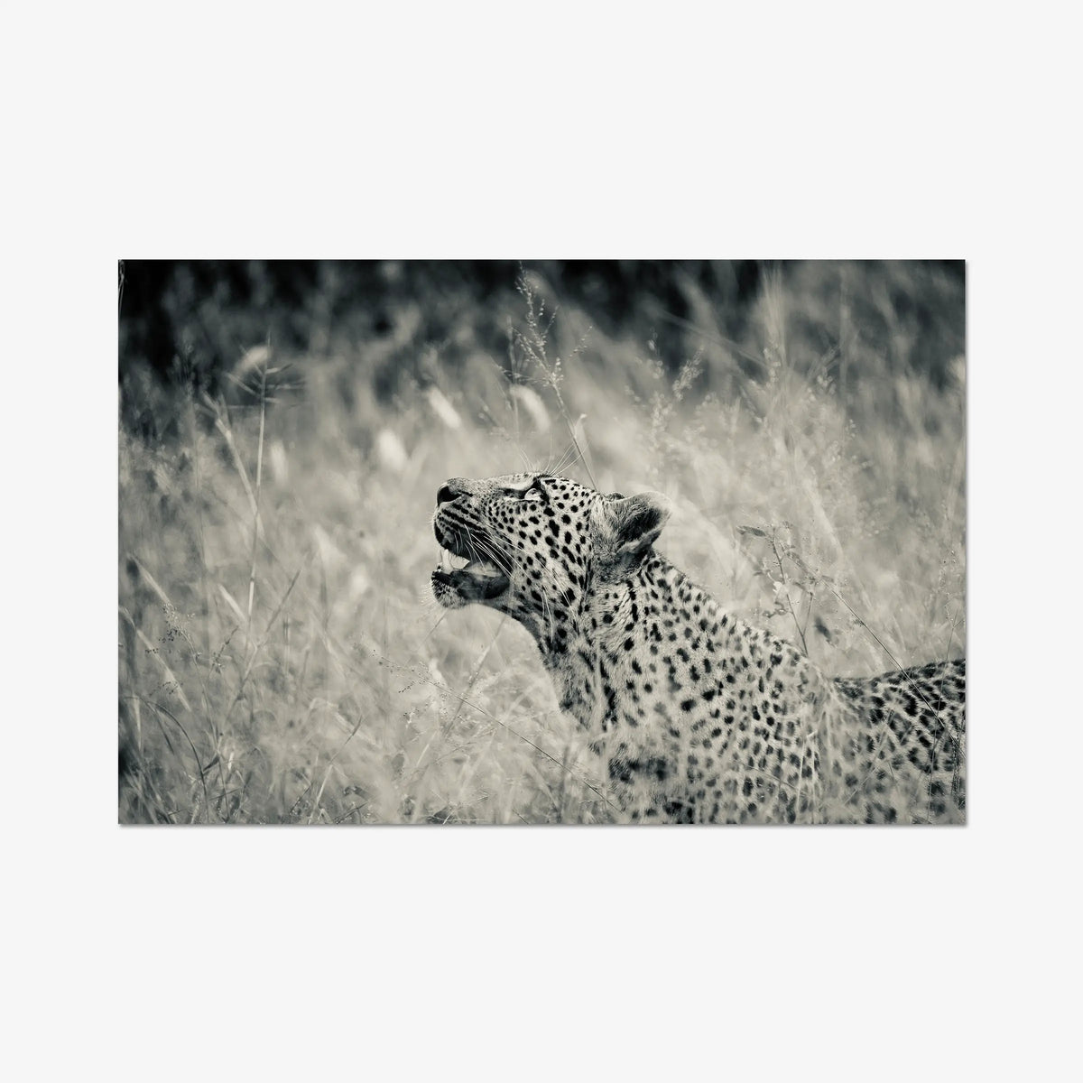 Windward — gallery / print / n/a
