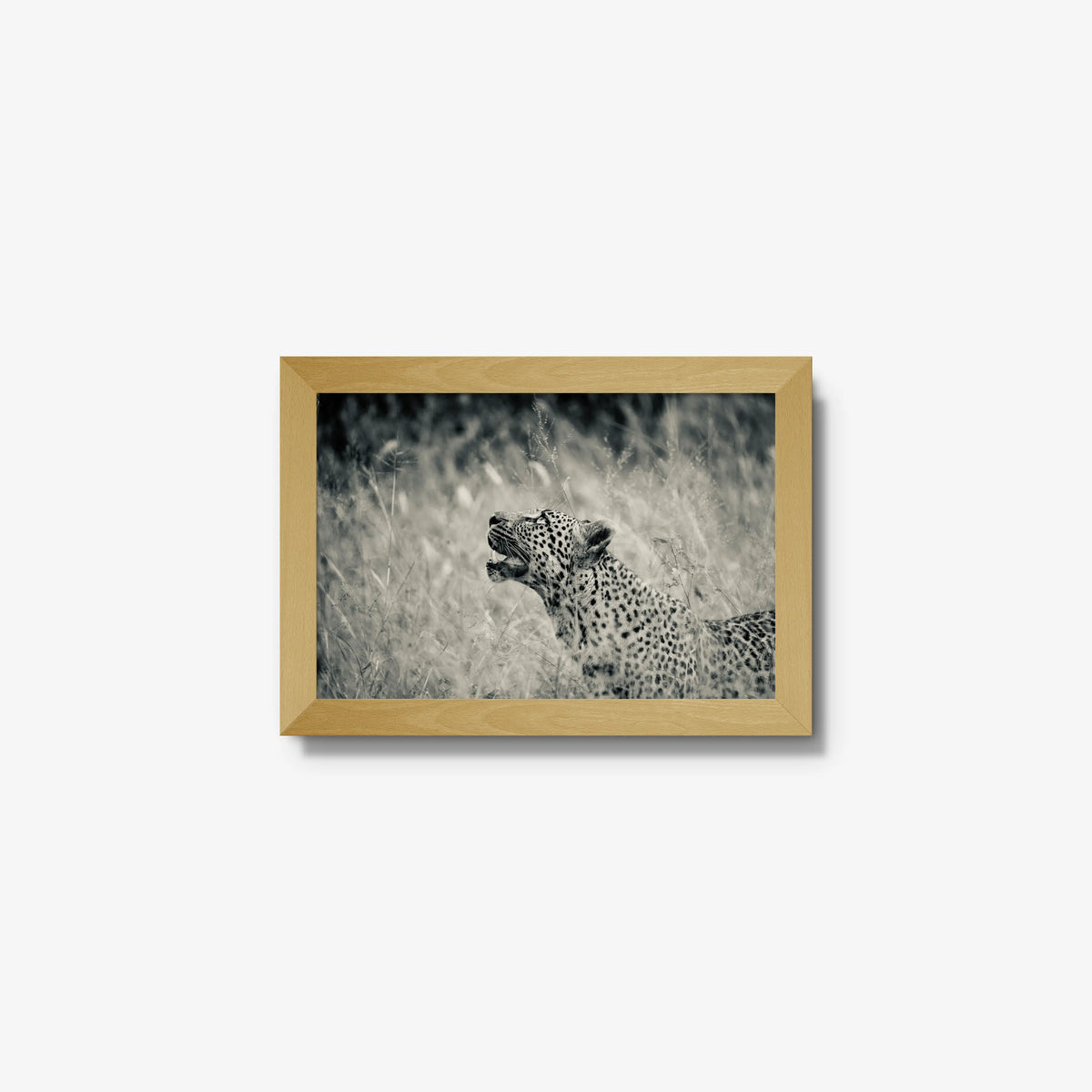 Windward — mini / natural / full