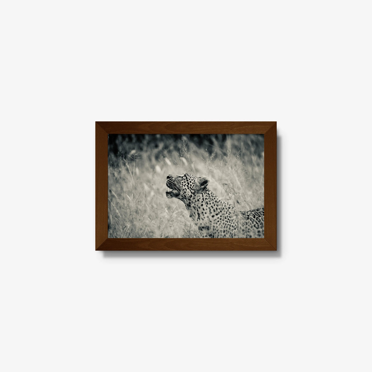 Windward — mini / brown / full