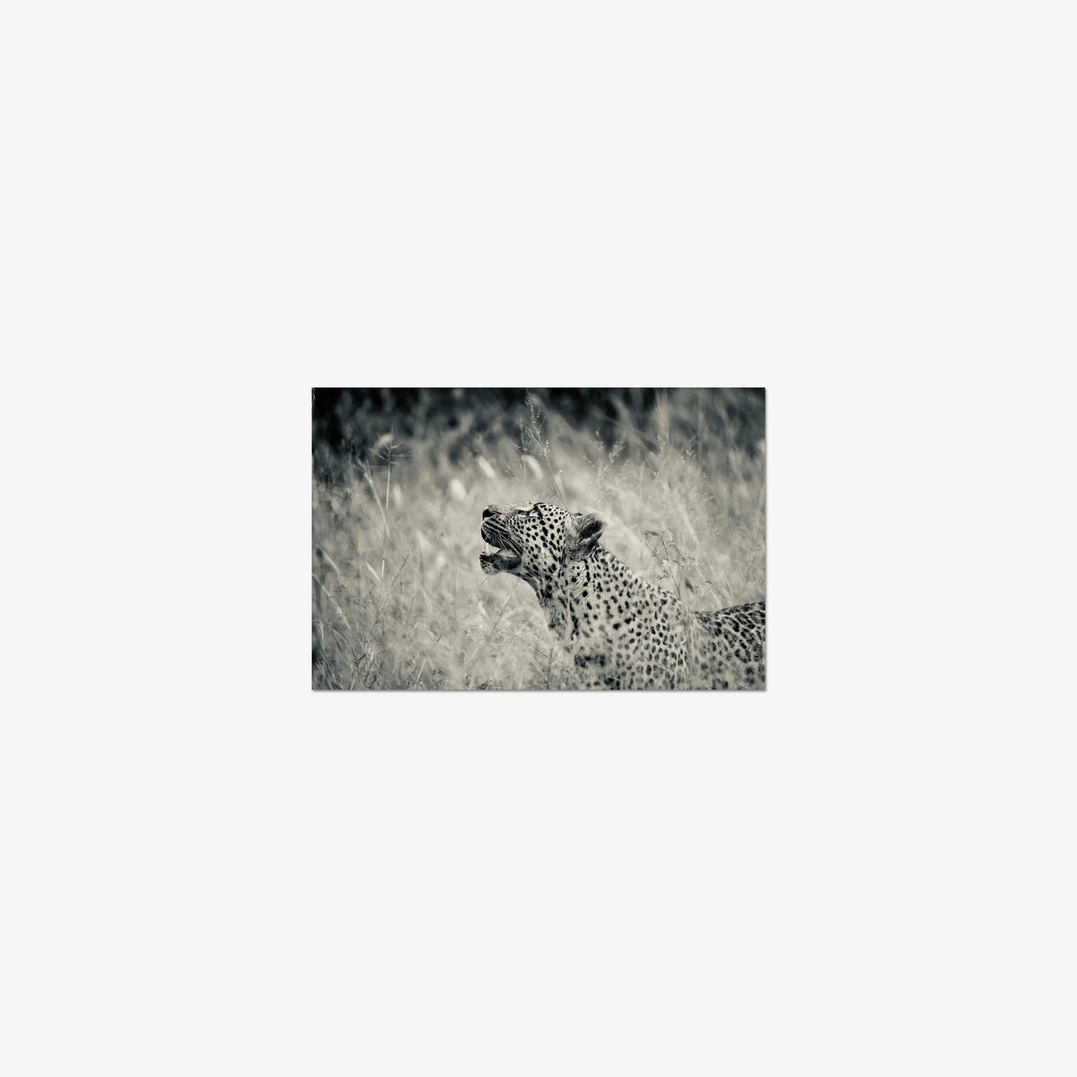 Windward — mini / print / n/a