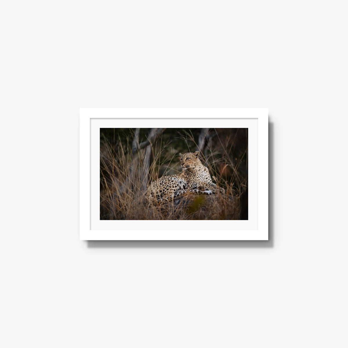 Veiled — small / white / mat