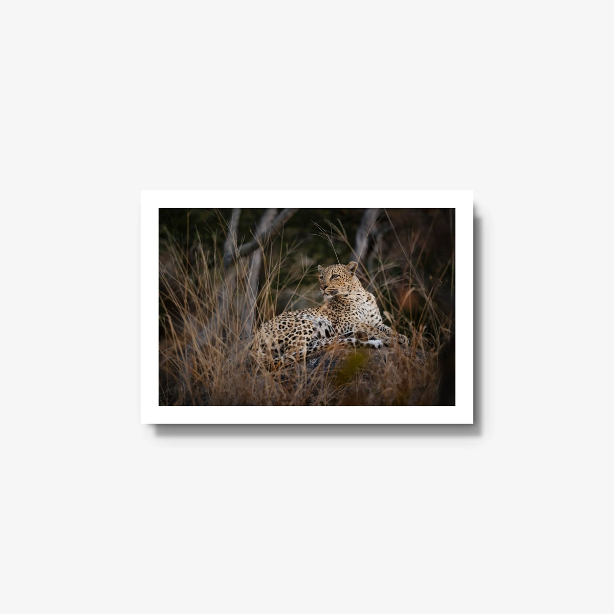 Veiled — small / white / full
