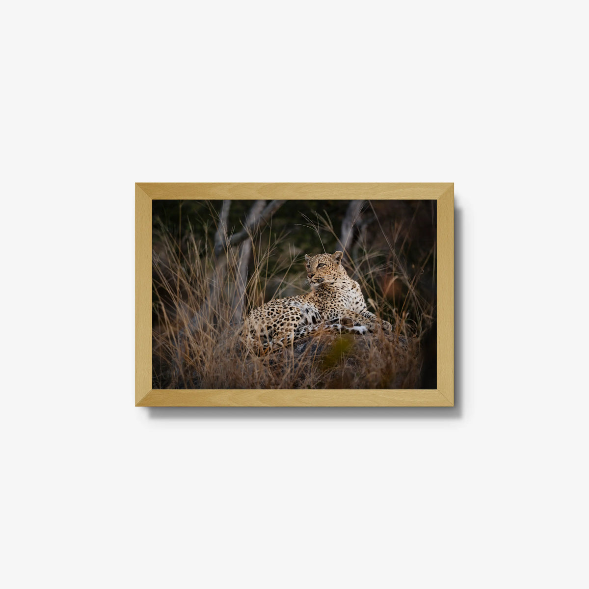 Veiled — small / natural / full