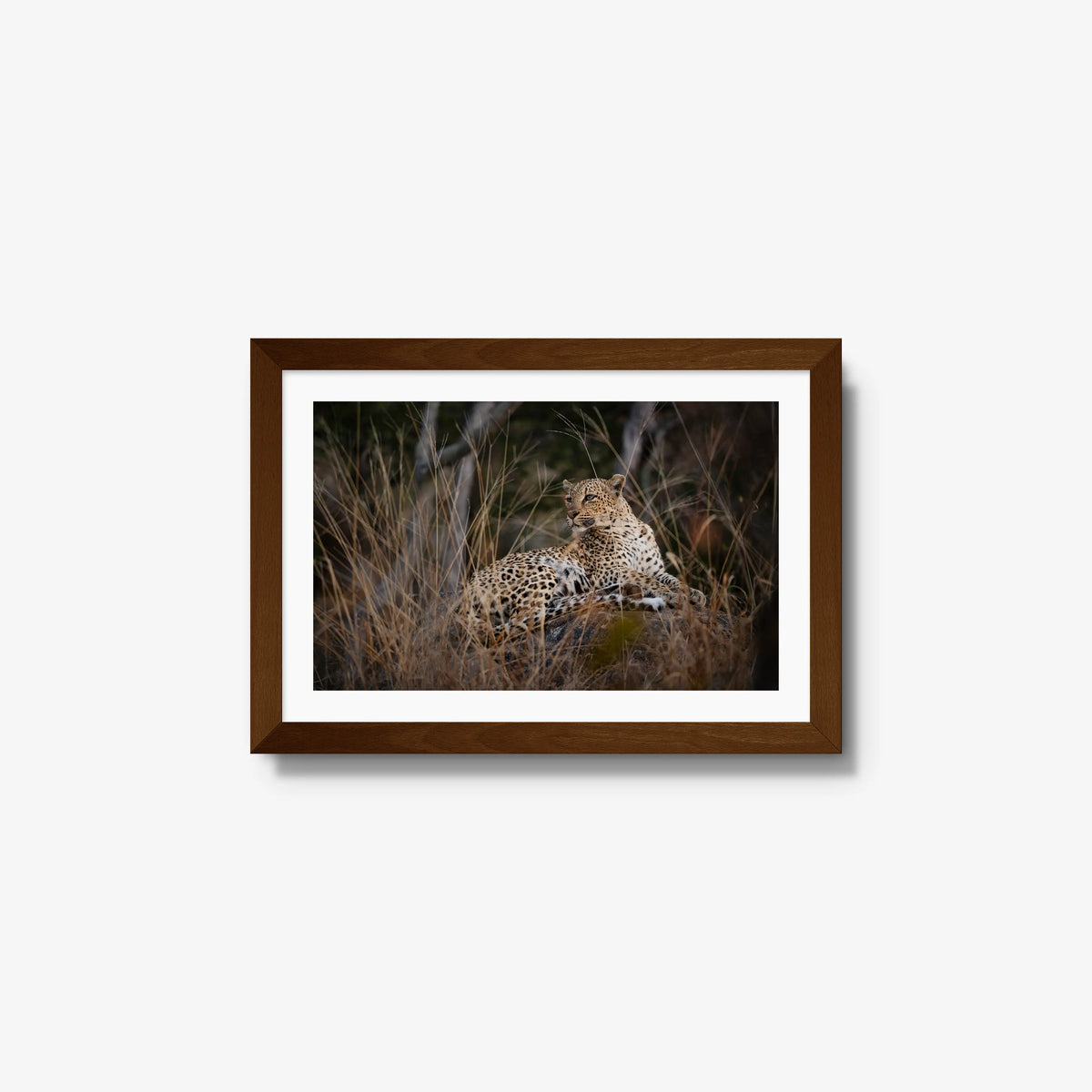 Veiled — small / brown / mat