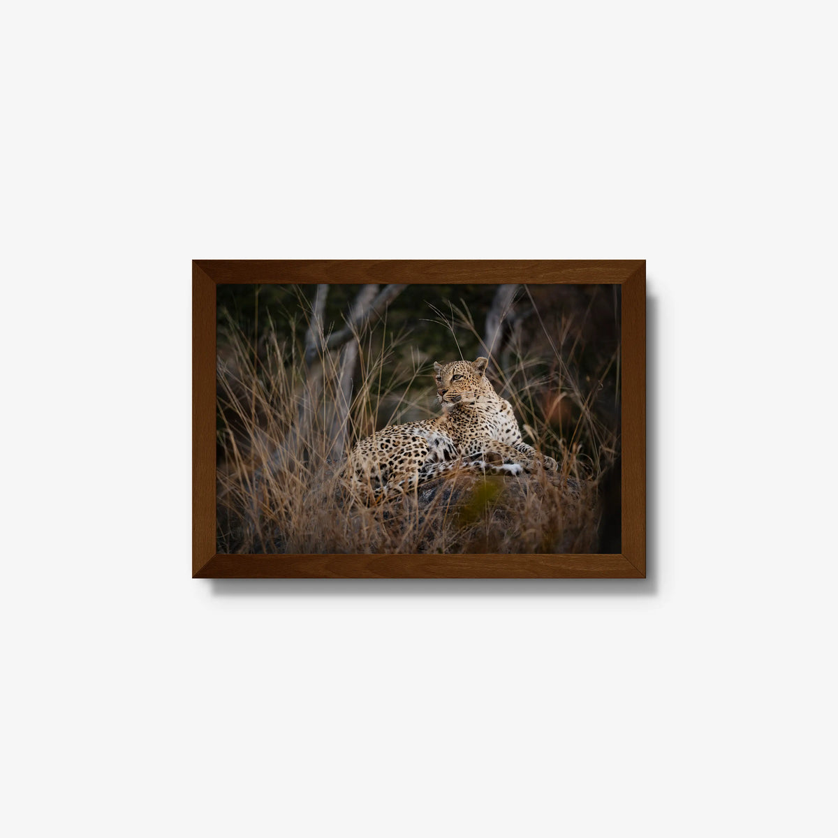 Veiled — small / brown / full