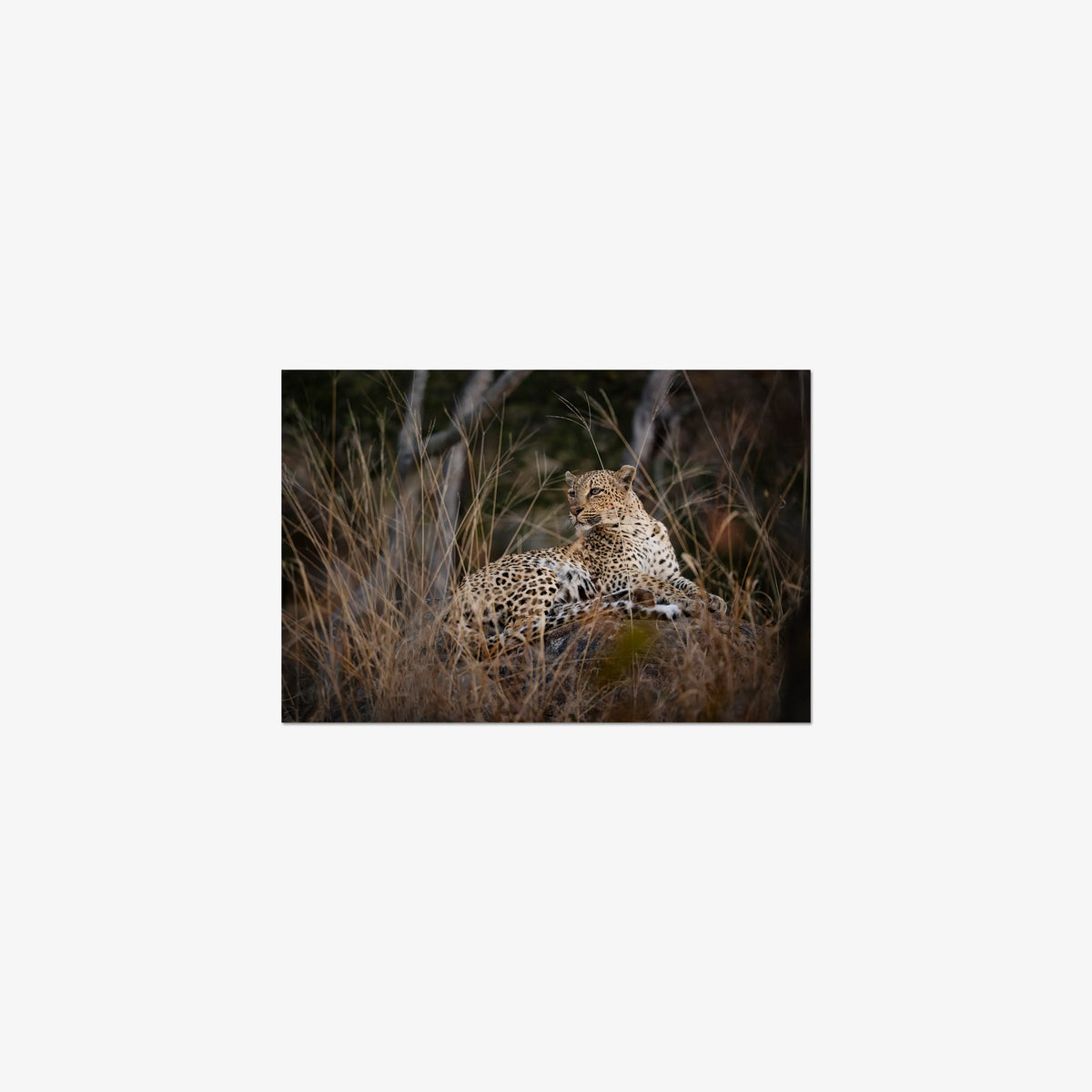 Veiled — small / print / n/a