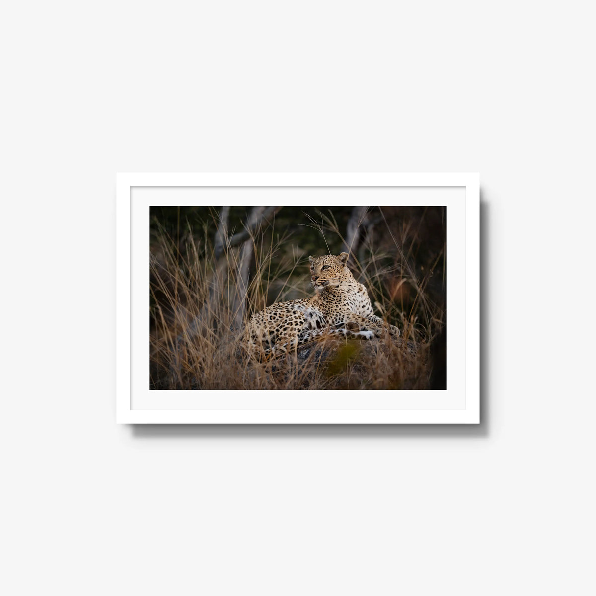 Veiled — medium / white / mat