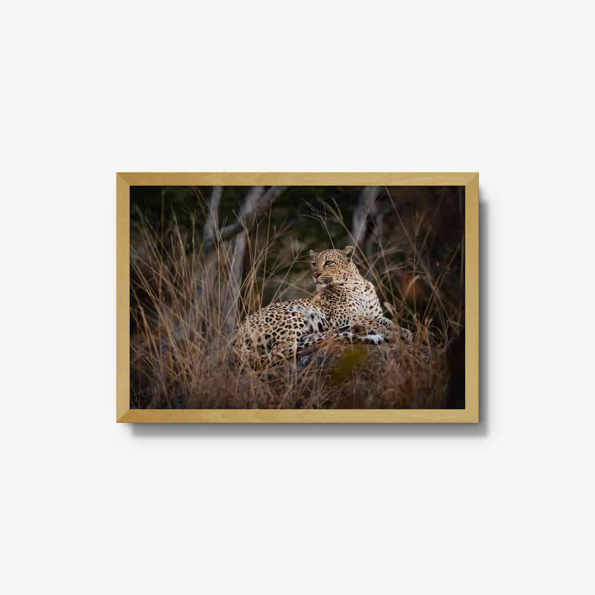 Veiled — medium / natural / full
