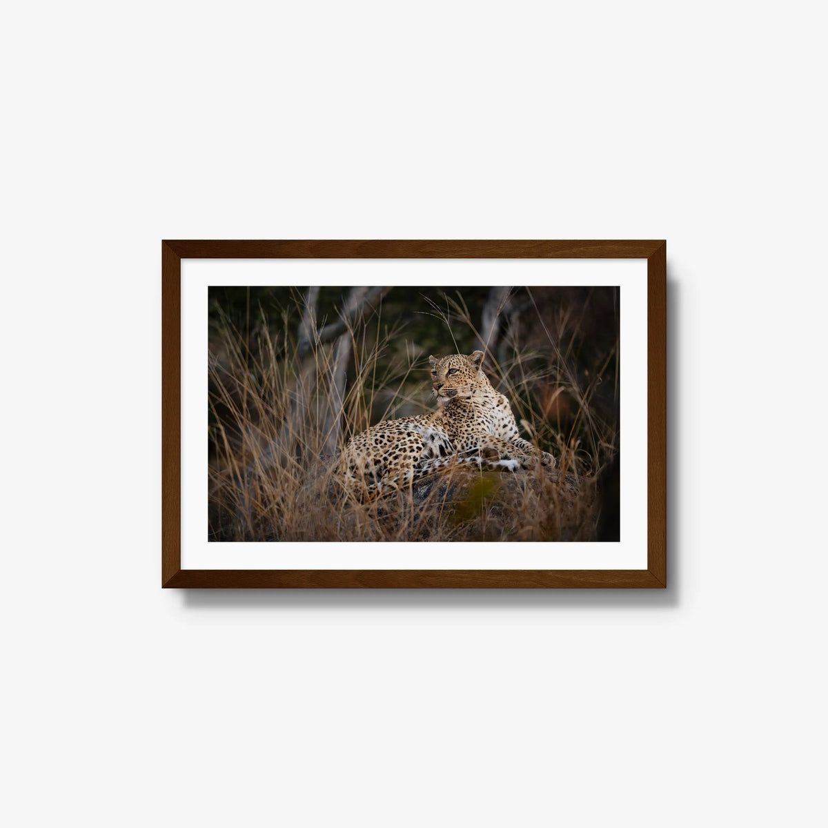 Veiled — medium / brown / mat