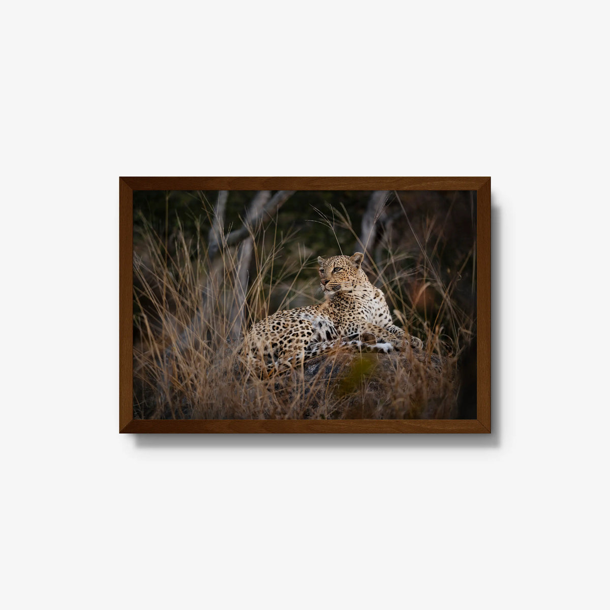 Veiled — medium / brown / full