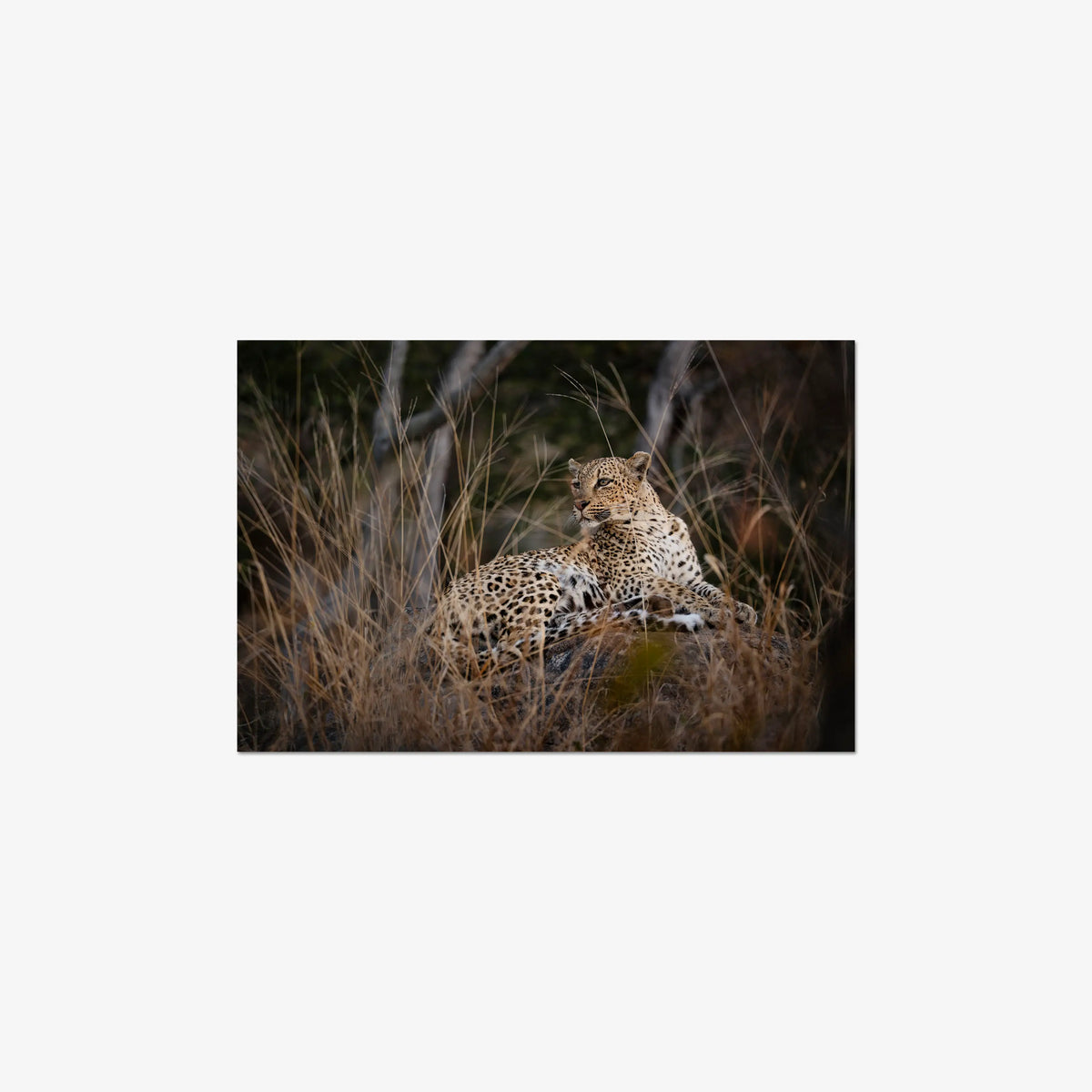 Veiled — medium / print / n/a