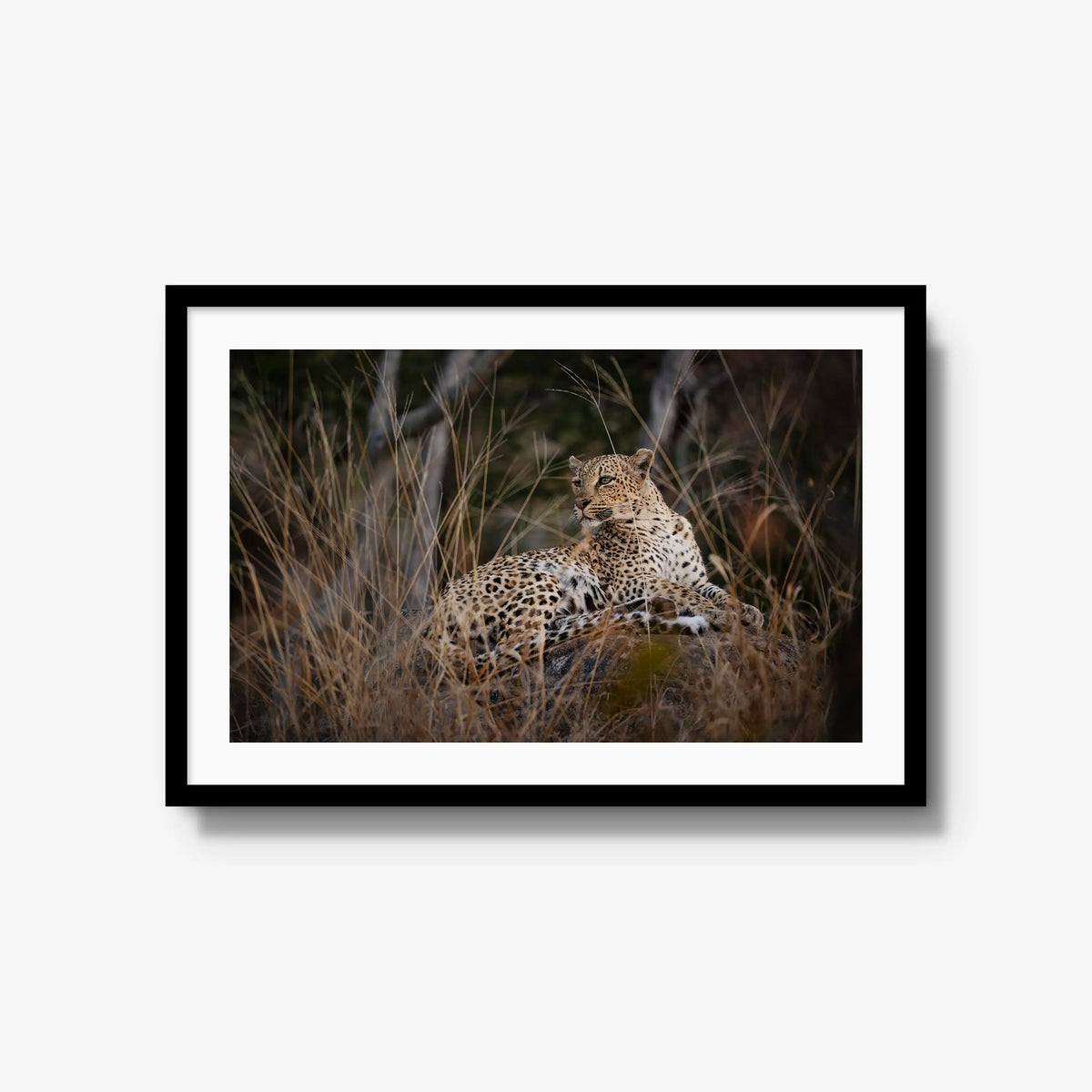 Veiled — large / black / mat
