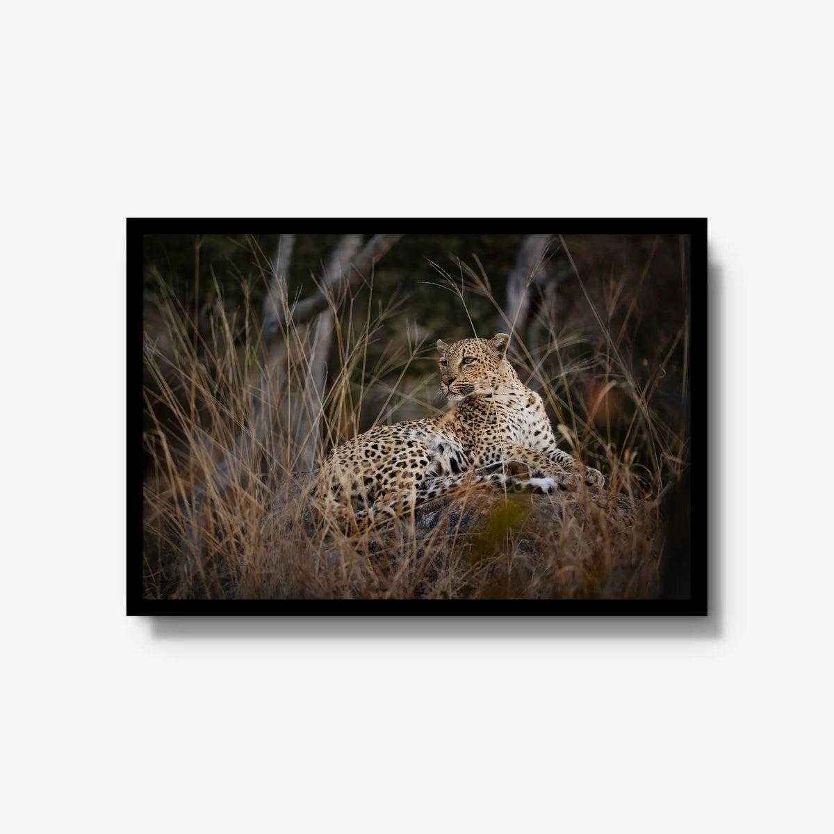 Veiled — large / black / full