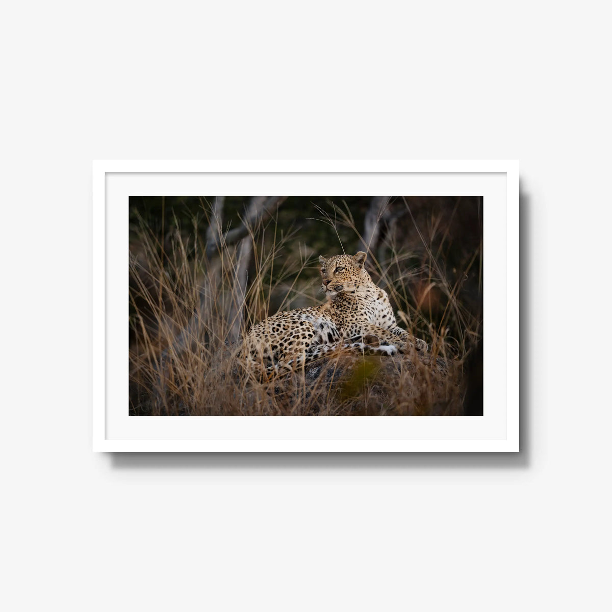 Veiled — large / white / mat