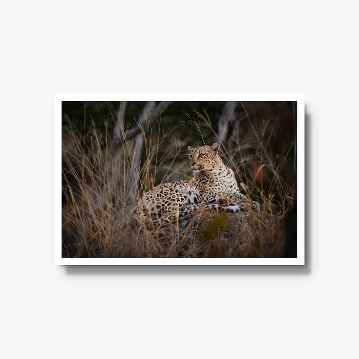 Veiled — large / white / full