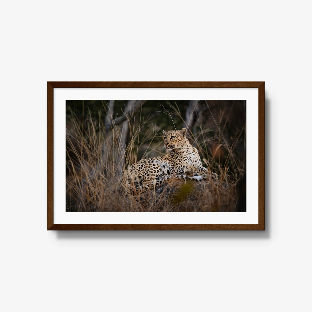 Veiled — large / brown / mat