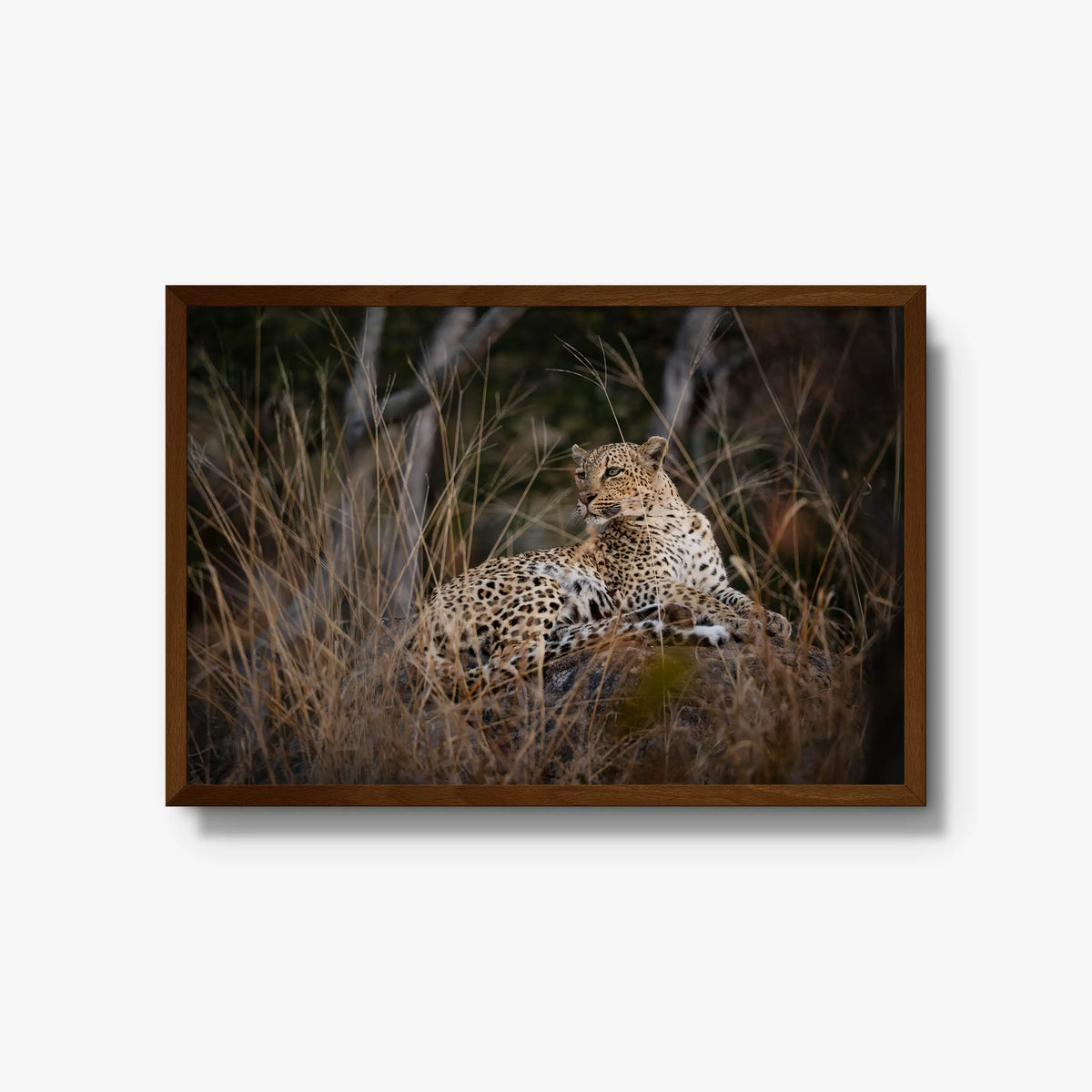 Veiled — large / brown / full