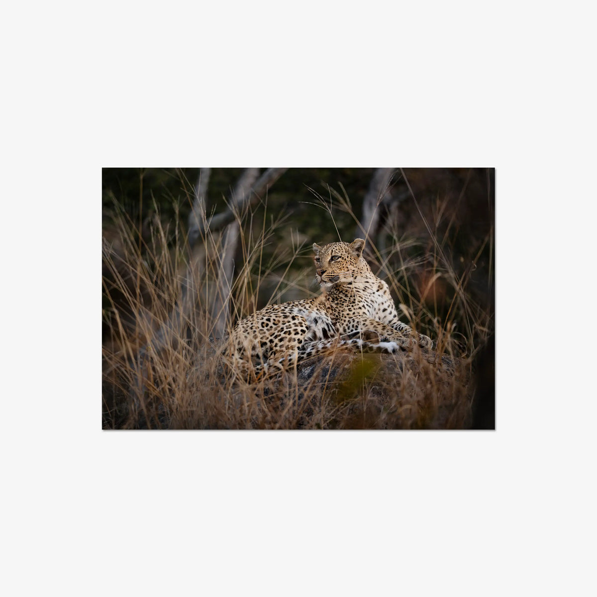 Veiled — large / print / n/a