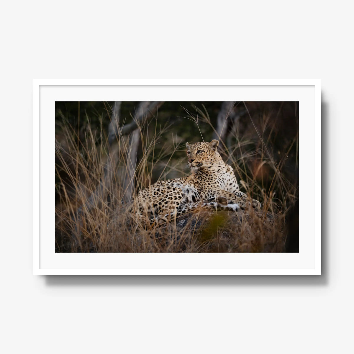 Veiled — gallery / white / mat