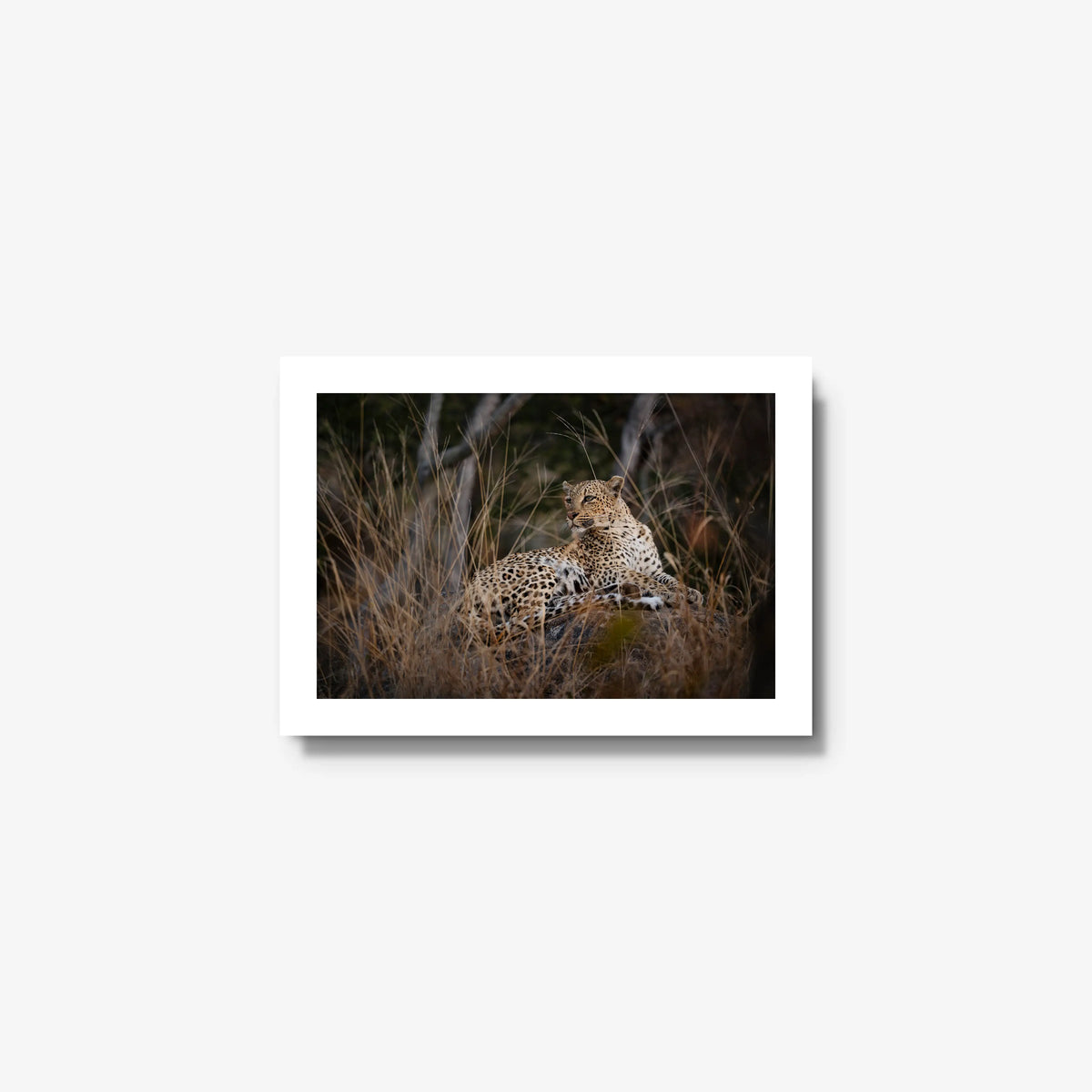 Veiled — mini / white / full