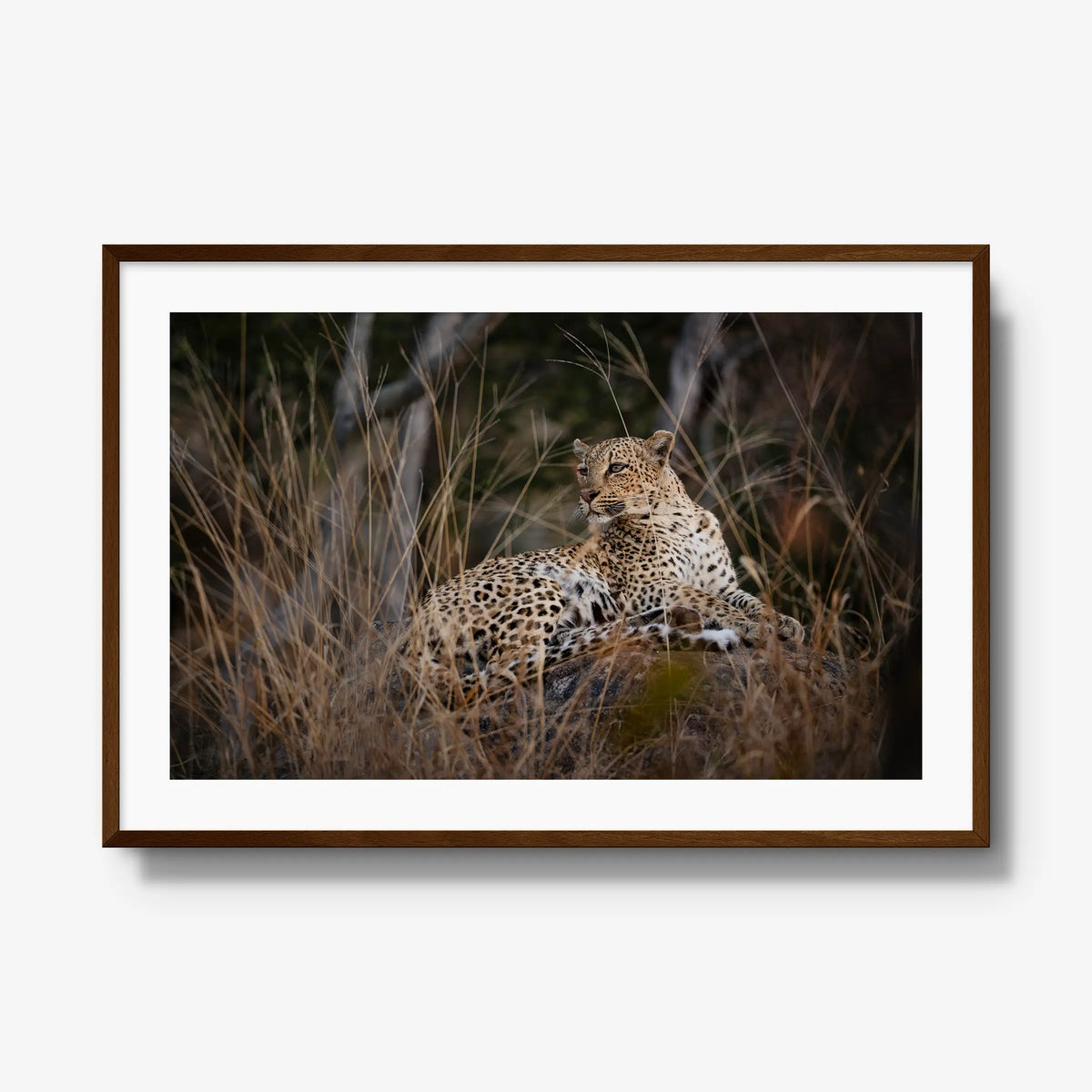 Veiled — gallery / brown / mat