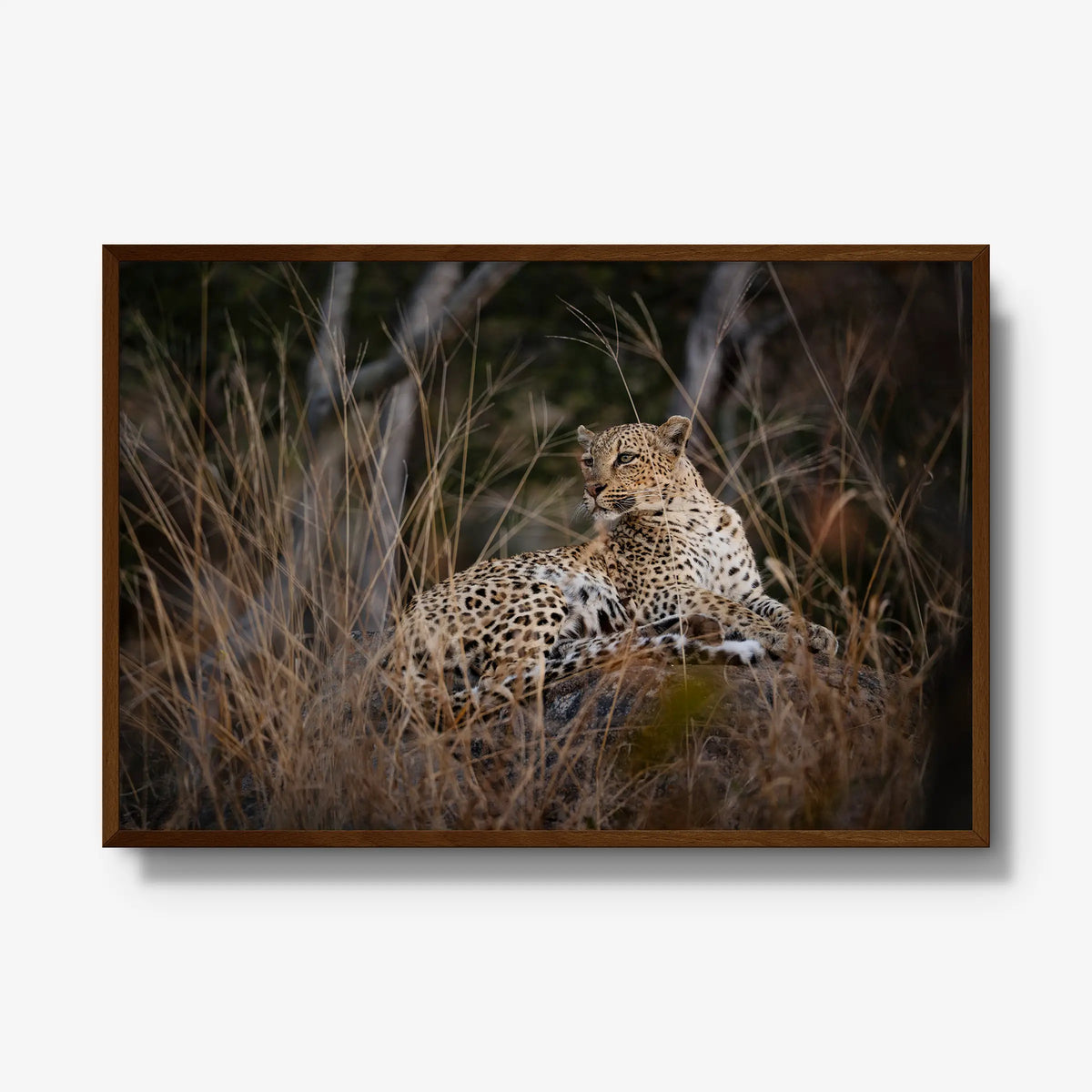 Veiled — gallery / brown / full