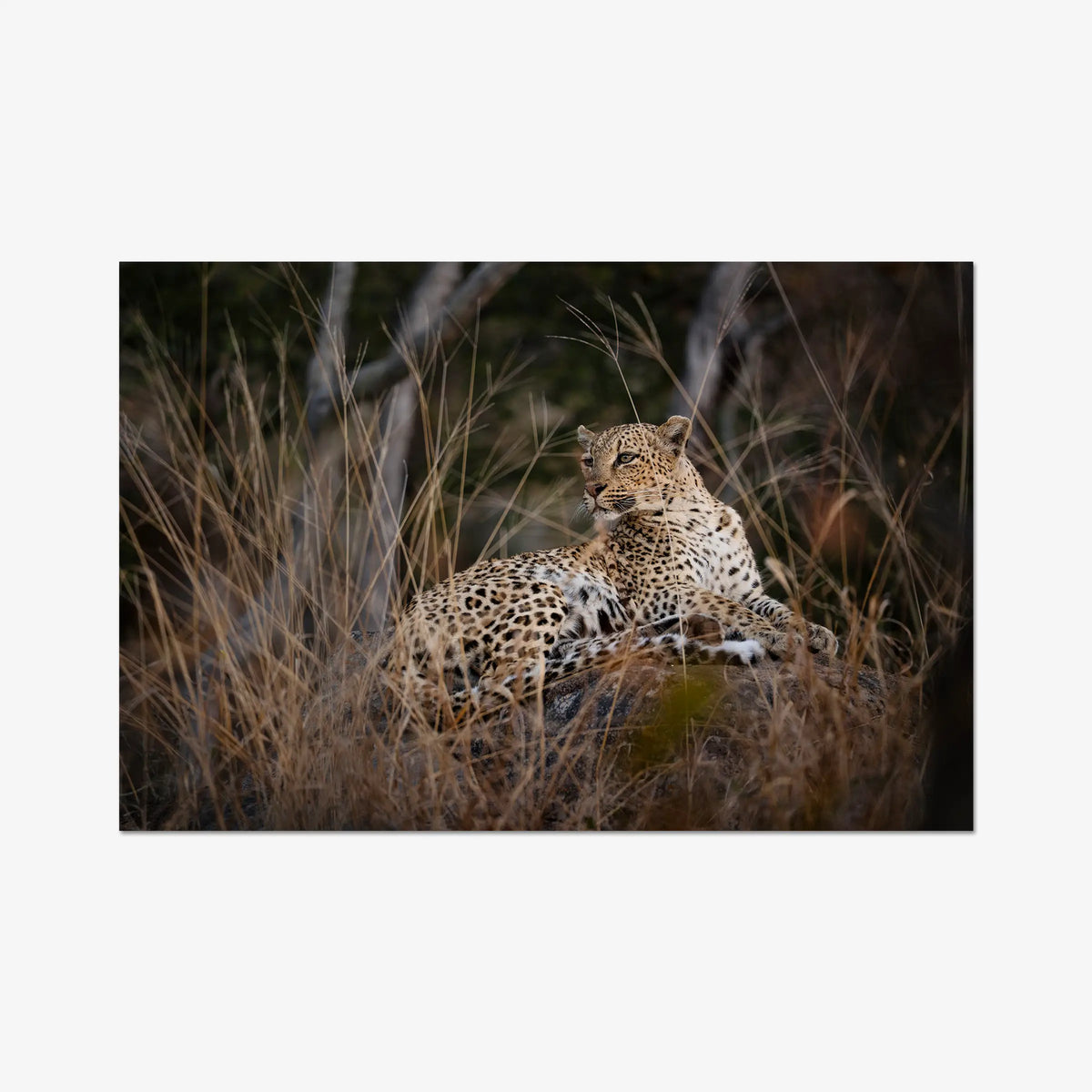 Veiled — gallery / print / n/a