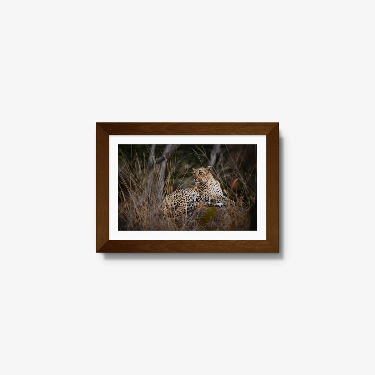 Veiled — mini / brown / mat