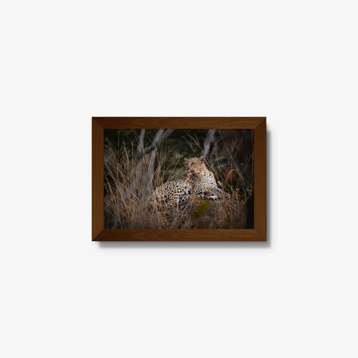 Veiled — mini / brown / full