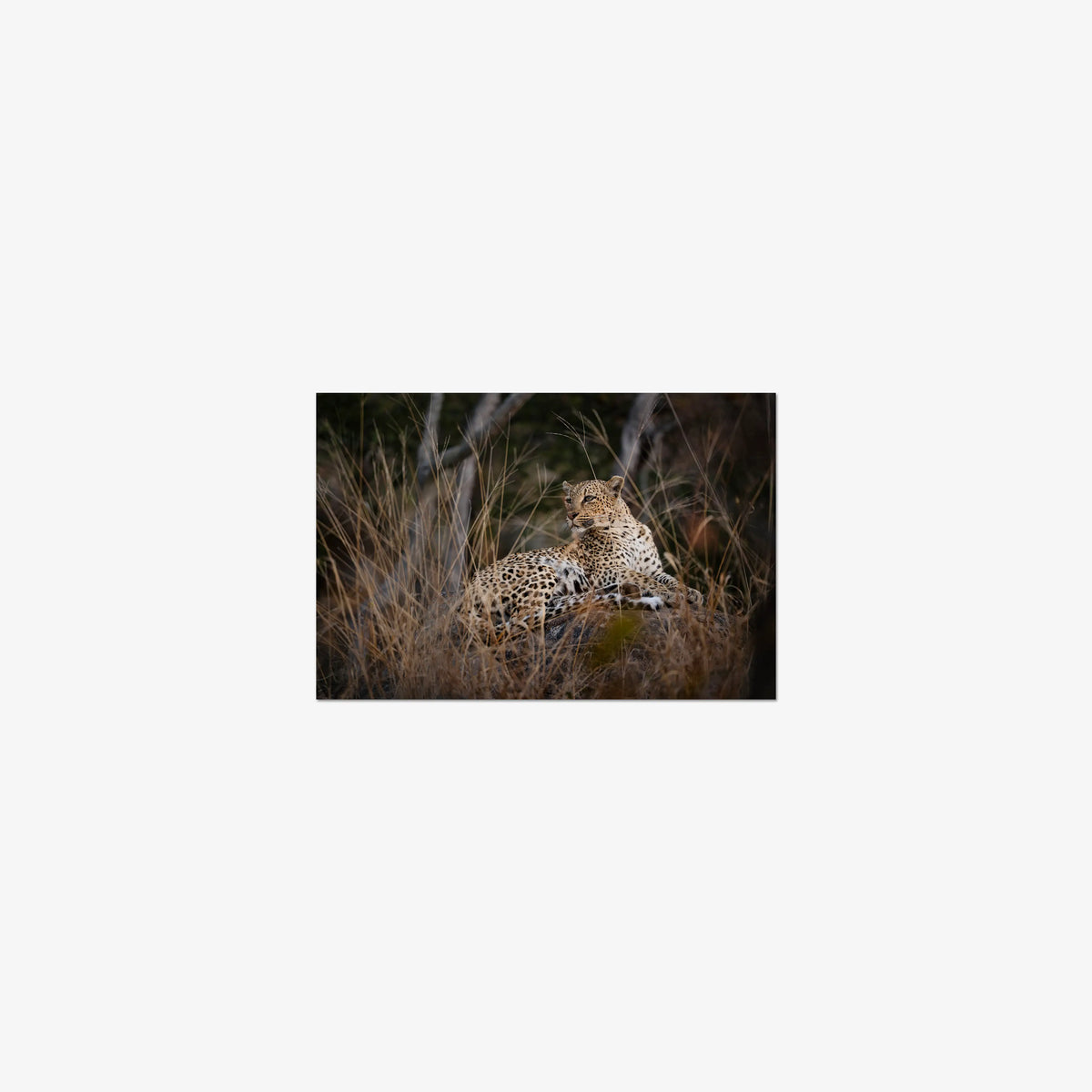 Veiled — mini / print / n/a