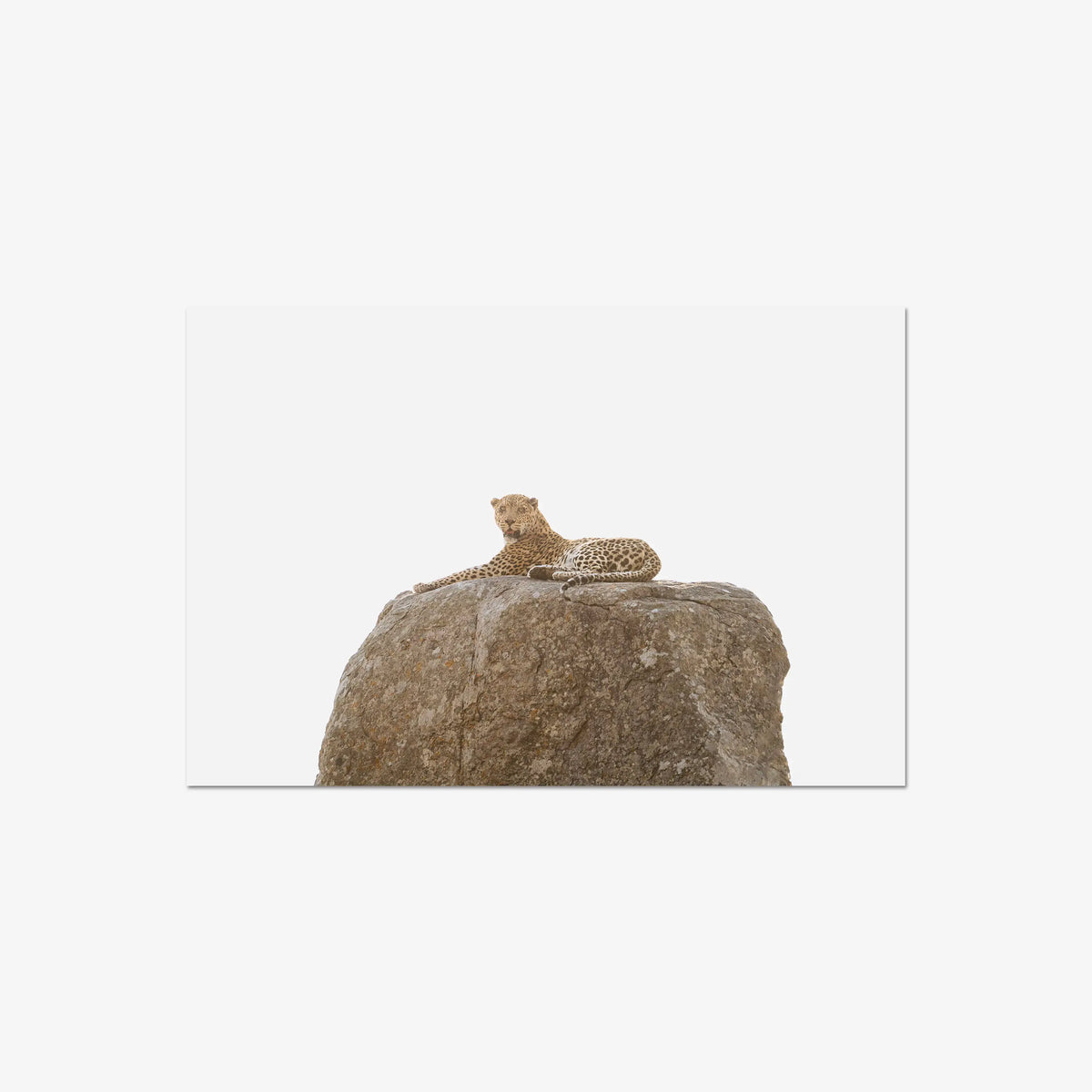 The Pedestal — large / print / n/a