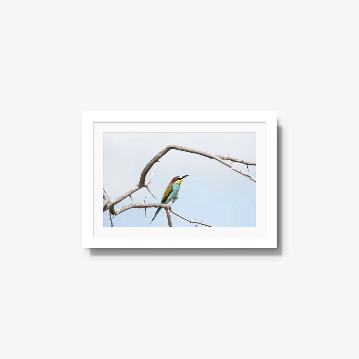 Delicate Balance — small / white / mat