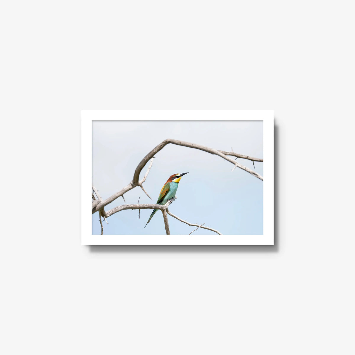 Delicate Balance — small / white / full