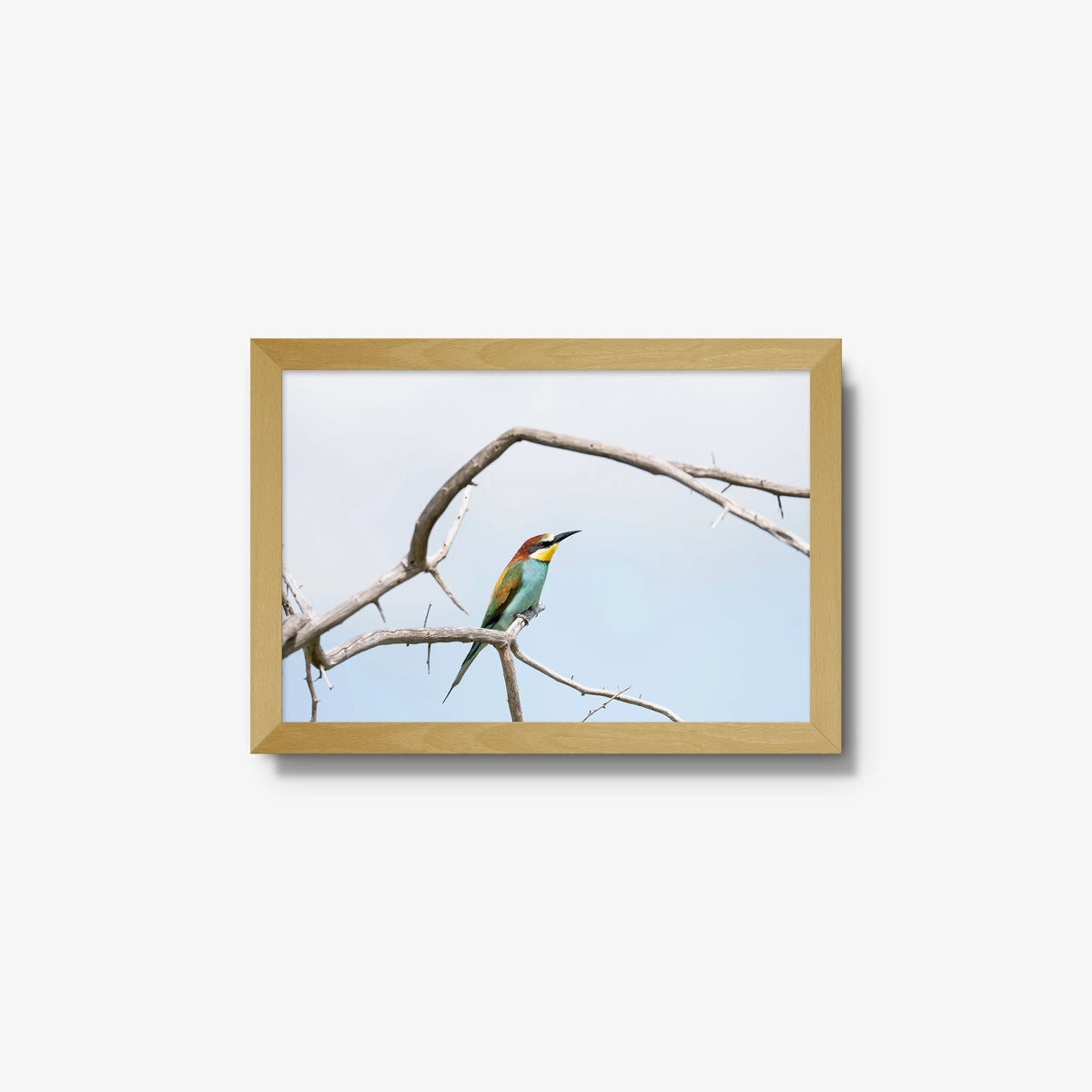 Delicate Balance — small / natural / full