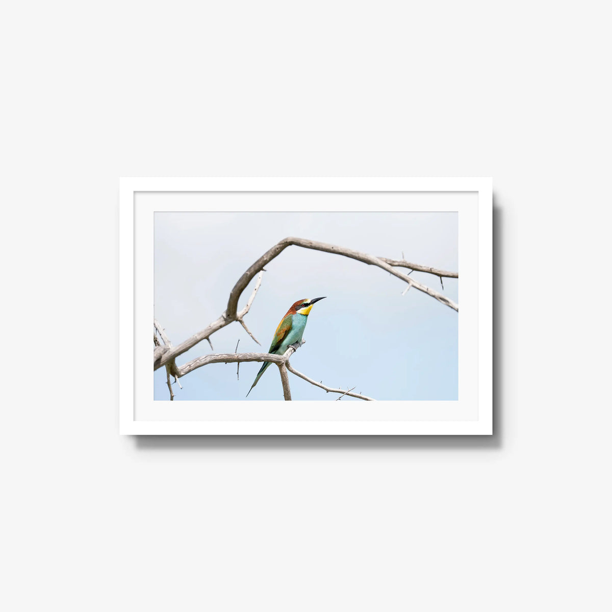 Delicate Balance — medium / white / mat