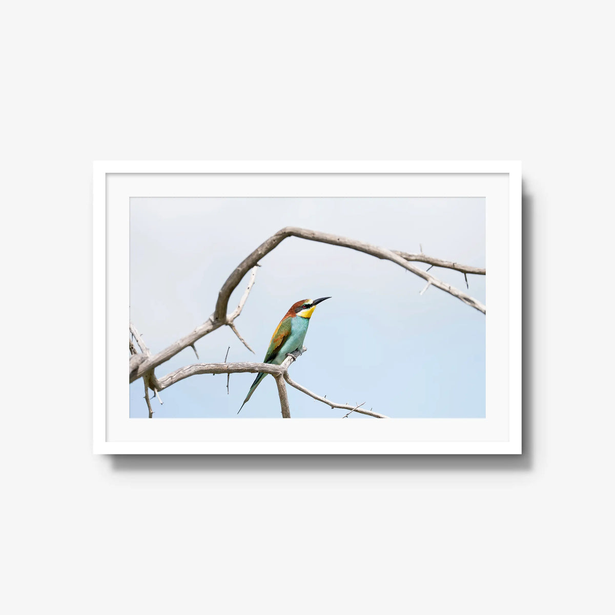 Delicate Balance — large / white / mat